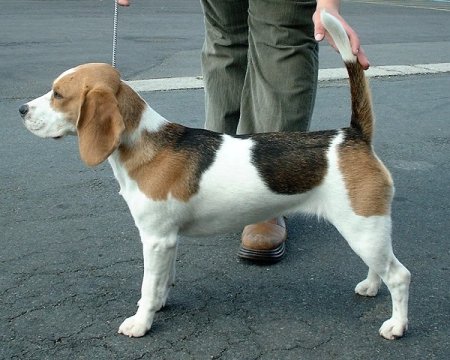 Hunderassen - Hunderasse Beagle