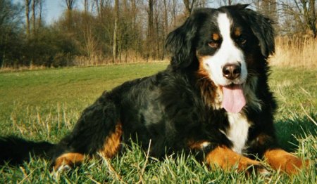 Hunderassen - Hunderasse Berner Sennenhund