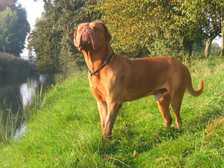 Hunderassen - Hunderasse Bordeauxdogge