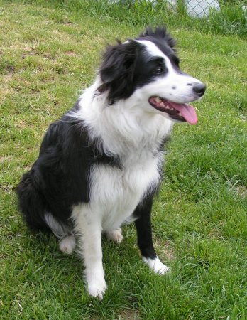 Hunderassen - Hunderasse Border Collie