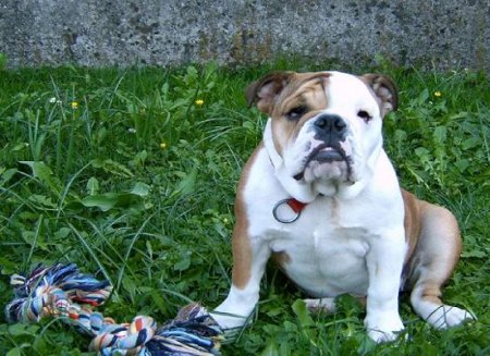 Hunderassen - Hunderasse Bulldogge