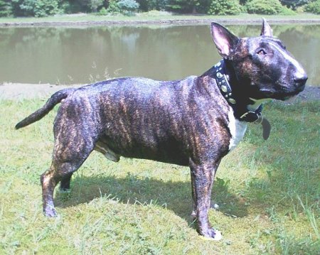 Hunderassen - Hunderasse Bullterrier