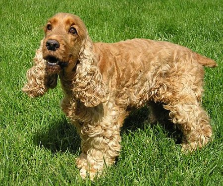 Hunderassen - Hunderasse Cocker-Spaniel