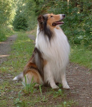 Hunderassen - Hunderasse Collie