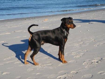 Hunderassen - Hunderasse Deutscher Pinscher