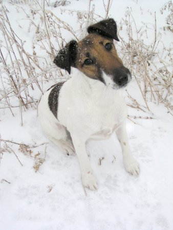 Hunderassen - Hunderasse Foxterrier