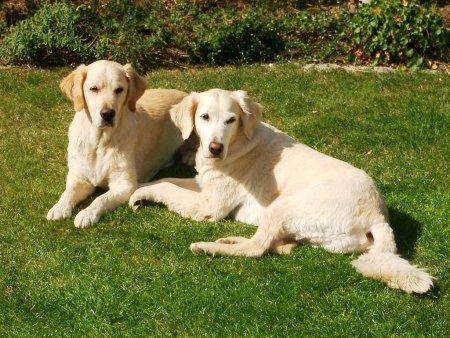 Hunderassen - Hunderasse Golden Retriever