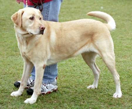 Hunderassen - Hunderasse Labrador