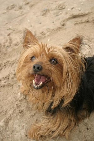 Hunderassen - Hunderasse Yorkshire Terrier